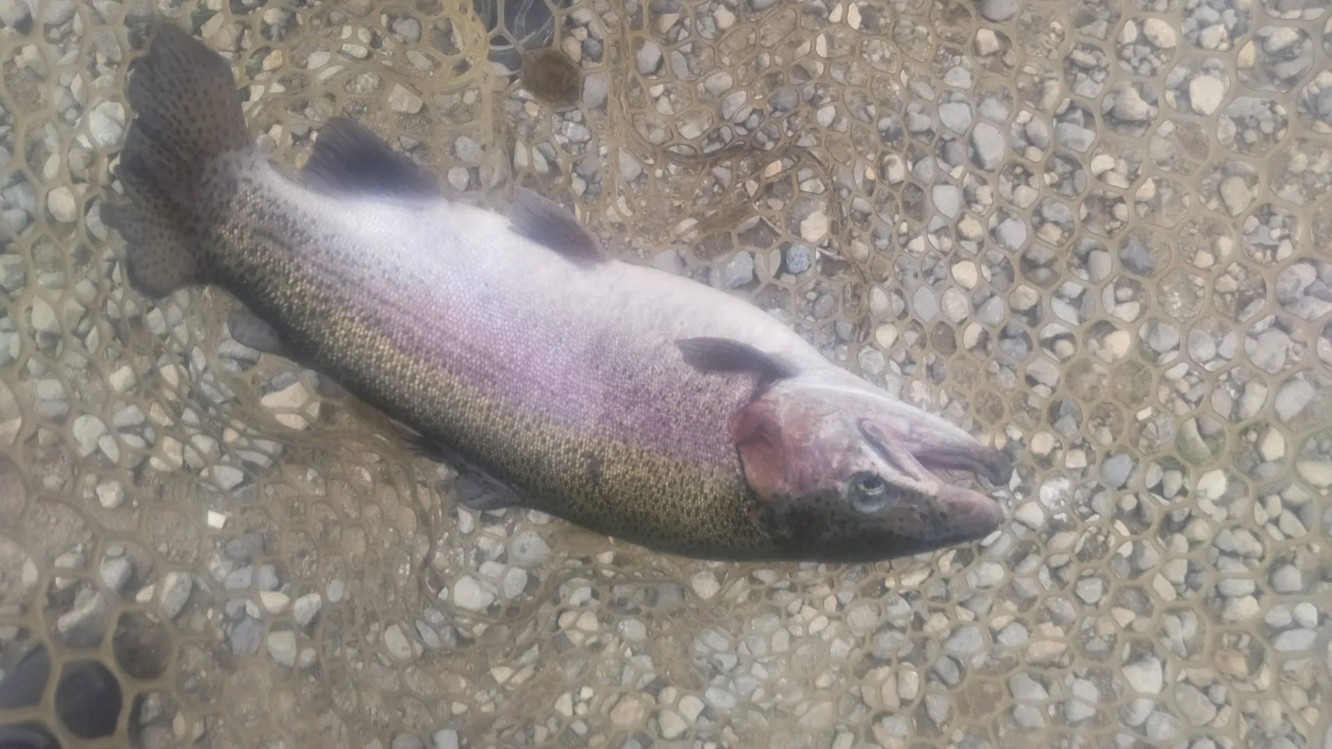 スチールヘッド