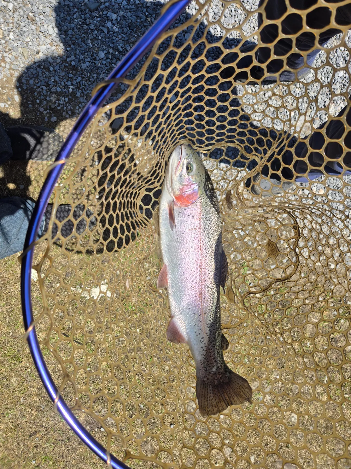 またトラウト釣りに行ってきました