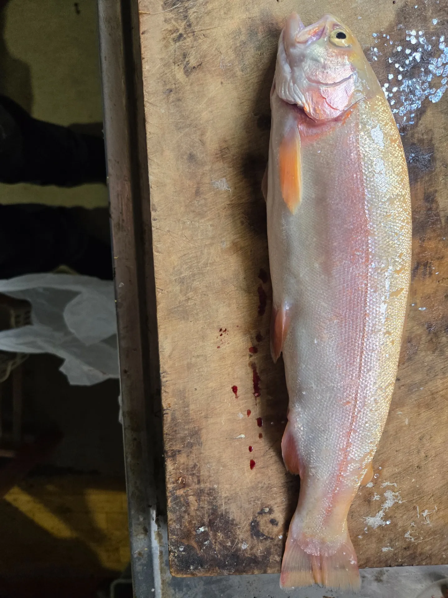 釣り